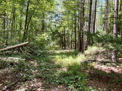 47ac Land for Sale - Ariton / Skipperville Alabama - Dale Co - image 16