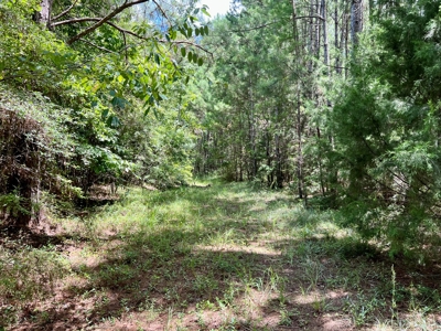 47ac Land for Sale - Ariton / Skipperville Alabama - Dale Co - image 11