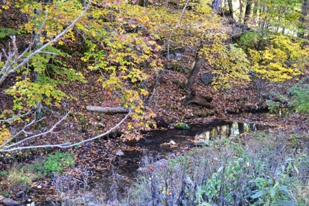Wooded Land For Sale In Wytheville VA - image 8