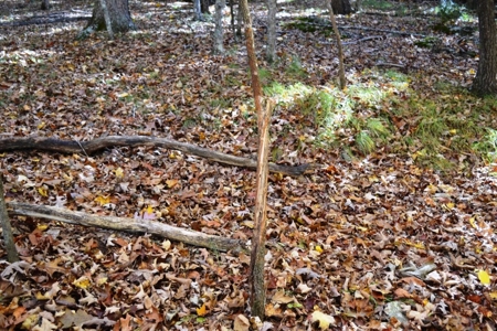 Wooded Land For Sale In Wytheville VA - image 16