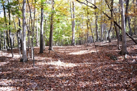 Wooded Land For Sale In Wytheville VA - image 4