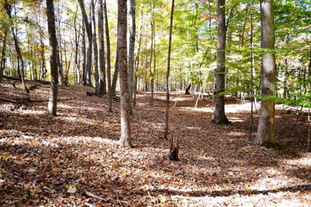 Wooded Land For Sale In Wytheville VA - image 6