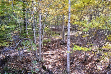 Wooded Land For Sale In Wytheville VA - image 14