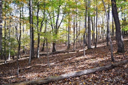 Wooded Land For Sale In Wytheville VA - image 5