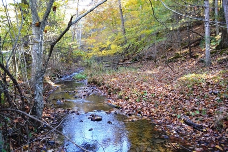 Wooded Land For Sale In Wytheville VA - image 3
