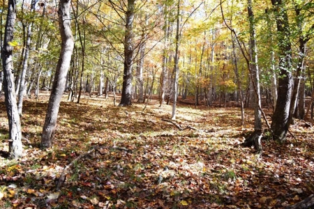 Wooded Land For Sale In Wytheville VA - image 15