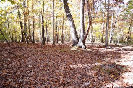 Wooded Land For Sale In Wytheville VA - image 7
