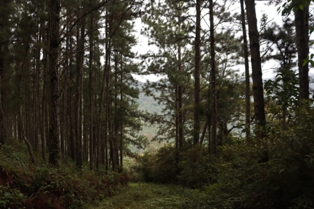 22 Hectares and 2667m2 Lot for sale in Altos Del Maria - image 16