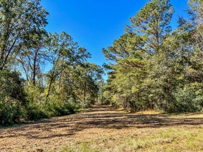 450 Acres Hunting Land + Camp for Sale in Wilkinson Co., MS - image 20