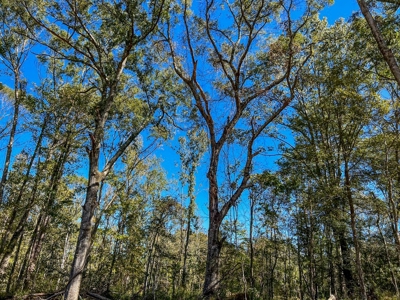 450 Acres Hunting Land + Camp for Sale in Wilkinson Co., MS - image 37