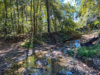 450 Acres Hunting Land + Camp for Sale in Wilkinson Co., MS - image 22