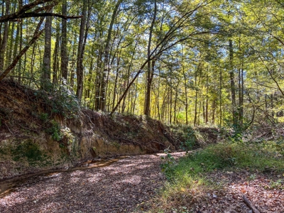 450 Acres Hunting Land + Camp for Sale in Wilkinson Co., MS - image 32