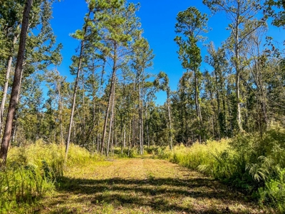 450 Acres Hunting Land + Camp for Sale in Wilkinson Co., MS - image 30