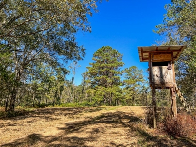 450 Acres Hunting Land + Camp for Sale in Wilkinson Co., MS - image 34