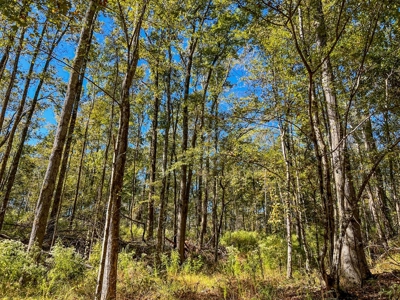 450 Acres Hunting Land + Camp for Sale in Wilkinson Co., MS - image 33