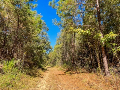 450 Acres Hunting Land + Camp for Sale in Wilkinson Co., MS - image 39