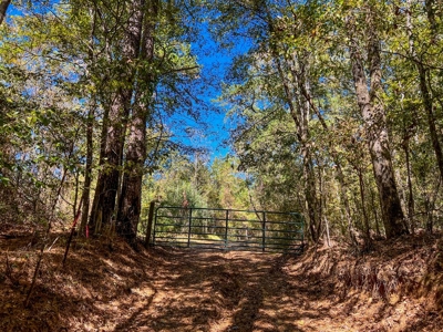 450 Acres Hunting Land + Camp for Sale in Wilkinson Co., MS - image 44