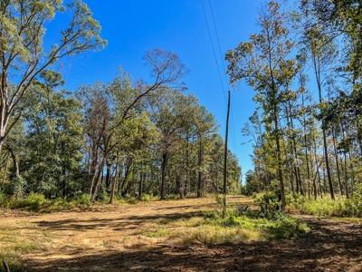450 Acres Hunting Land + Camp for Sale in Wilkinson Co., MS - image 36