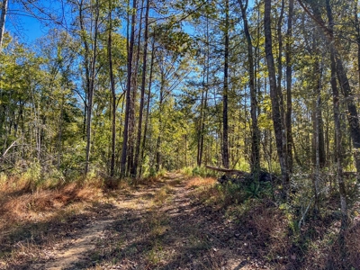 450 Acres Hunting Land + Camp for Sale in Wilkinson Co., MS - image 21