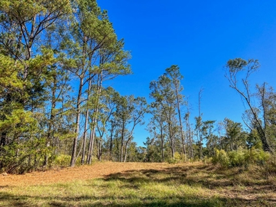 450 Acres Hunting Land + Camp for Sale in Wilkinson Co., MS - image 27