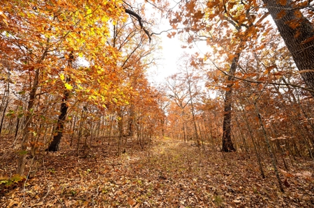 Hunting Property For Sale St. Clair County, MO - image 25