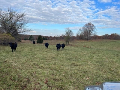Land For Sale near Alton, MO - image 21