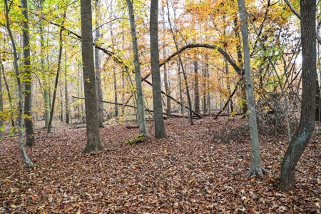 Farm land / Hunting land for sale in Somerset Kentucky - image 23
