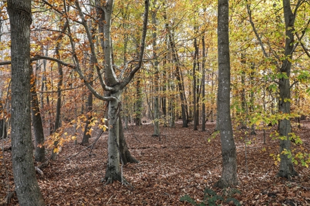 Farm land / Hunting land for sale in Somerset Kentucky - image 20