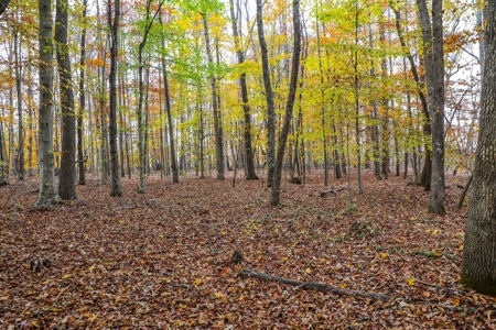Farm land / Hunting land for sale in Somerset Kentucky - image 24