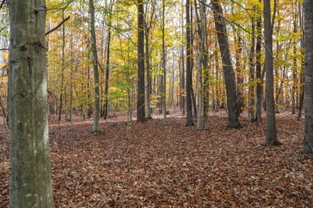 Farm land / Hunting land for sale in Somerset Kentucky - image 21
