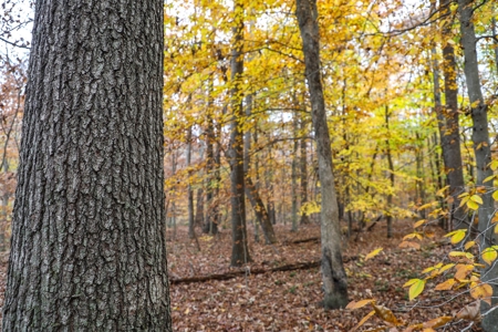 Farm land / Hunting land for sale in Somerset Kentucky - image 26