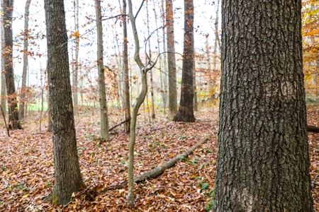 Farm land / Hunting land for sale in Somerset Kentucky - image 25