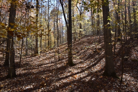 177.6 Acres Hunting and recreational property for sale in TN - image 6