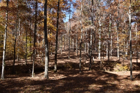 177.6 Acres Hunting and recreational property for sale in TN - image 4