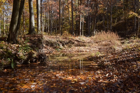 177.6 Acres Hunting and recreational property for sale in TN - image 3