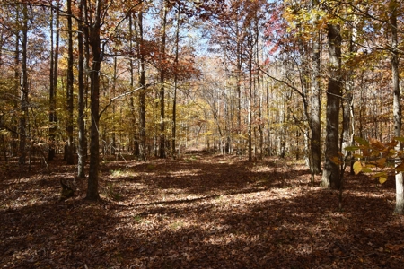 177.6 Acres Hunting and recreational property for sale in TN - image 8