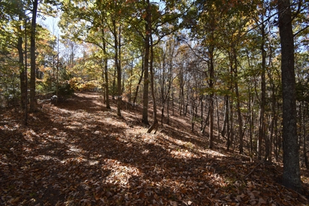 177.6 Acres Hunting and recreational property for sale in TN - image 10