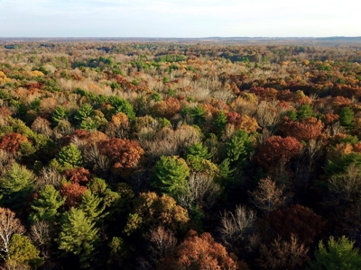 Country Homesite, Hunting & Recreation Land For Sale - image 6