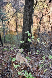 Country Homesite, Hunting & Recreation Land For Sale - image 29