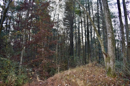 Country Homesite, Hunting & Recreation Land For Sale - image 40
