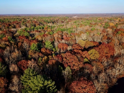 Country Homesite, Hunting & Recreation Land For Sale - image 5