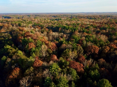 Country Homesite, Hunting & Recreation Land For Sale - image 12