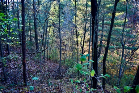 Country Homesite, Hunting & Recreation Land For Sale - image 28
