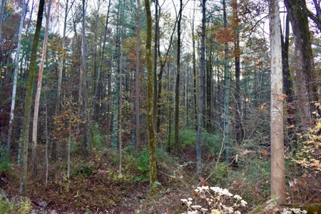 Country Homesite, Hunting & Recreation Land For Sale - image 39
