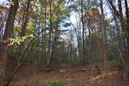 Country Homesite, Hunting & Recreation Land For Sale - image 20