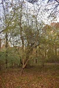 Country Homesite, Hunting & Recreation Land For Sale - image 36