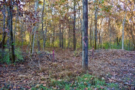 Country Homesite, Hunting & Recreation Land For Sale - image 16