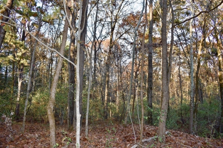 Country Homesite, Hunting & Recreation Land For Sale - image 18