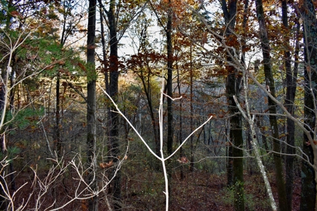 Country Homesite, Hunting & Recreation Land For Sale - image 31