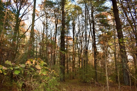 Country Homesite, Hunting & Recreation Land For Sale - image 21
